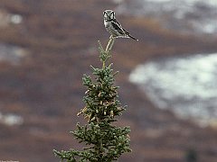 Northern Hawk Owl, Alaska